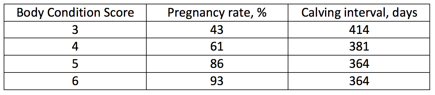 BCS's effect on cow performance