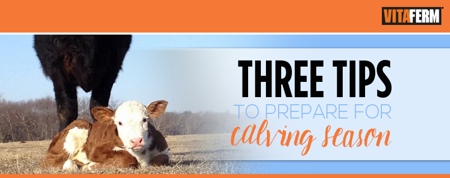 Tips to Prepare for Calving Season