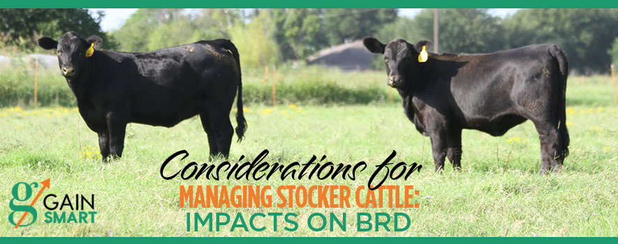 BRD Effects on Stocker Cattle