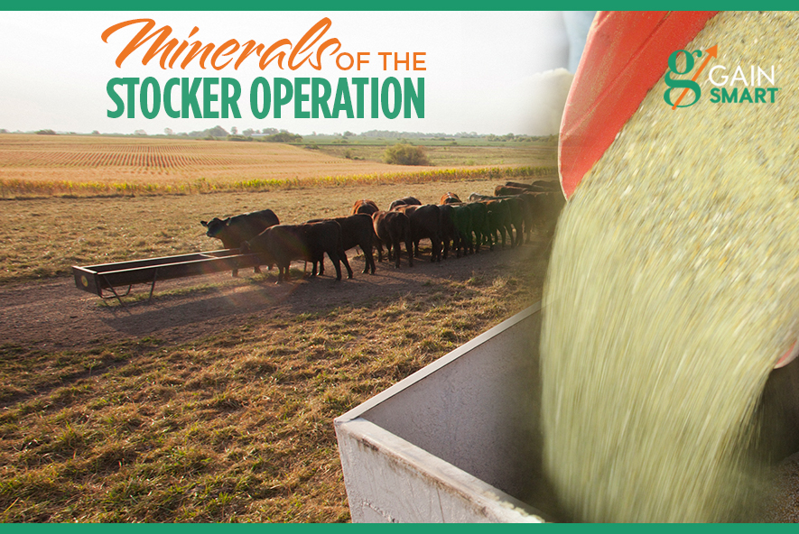 Minerals for the Stocker Operation VitaFerm