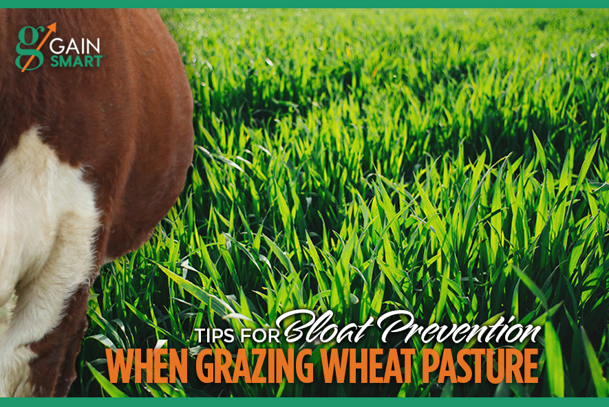 Tips for Bloat Prevention when Grazing Wheat Pasture VitaFerm