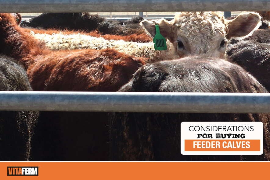 Considerations for Buying Feeder Calves VitaFerm