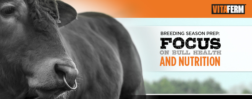 Get Bulls Tested to Prepare the Upcoming Breeding Season