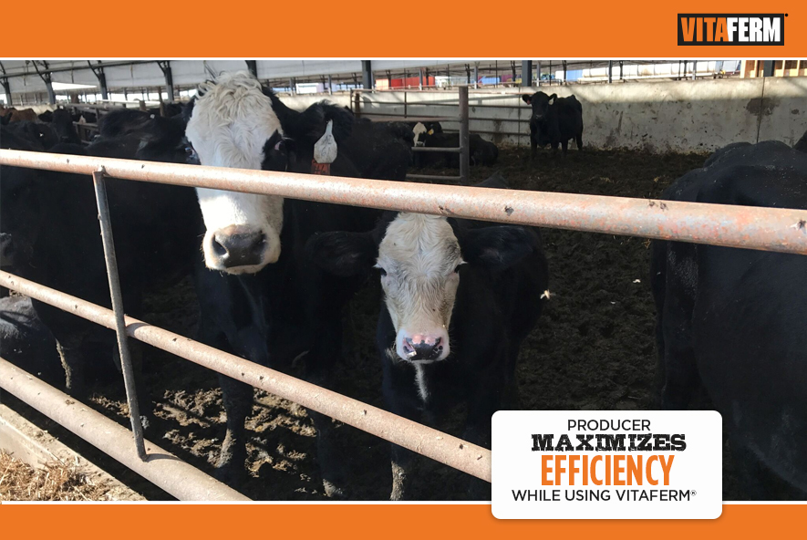 Producer Maximizes Efficiency While Using VitaFerm VitaFerm