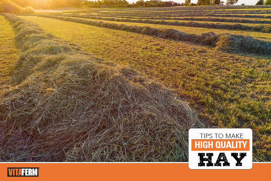Tips to Make High Quality Hay VitaFerm
