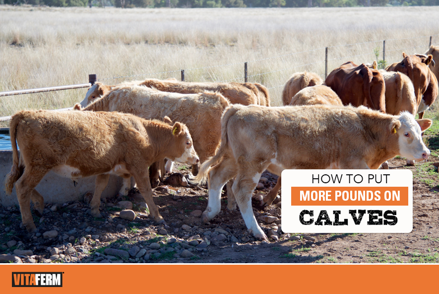 How to Put More Pounds on Calves VitaFerm