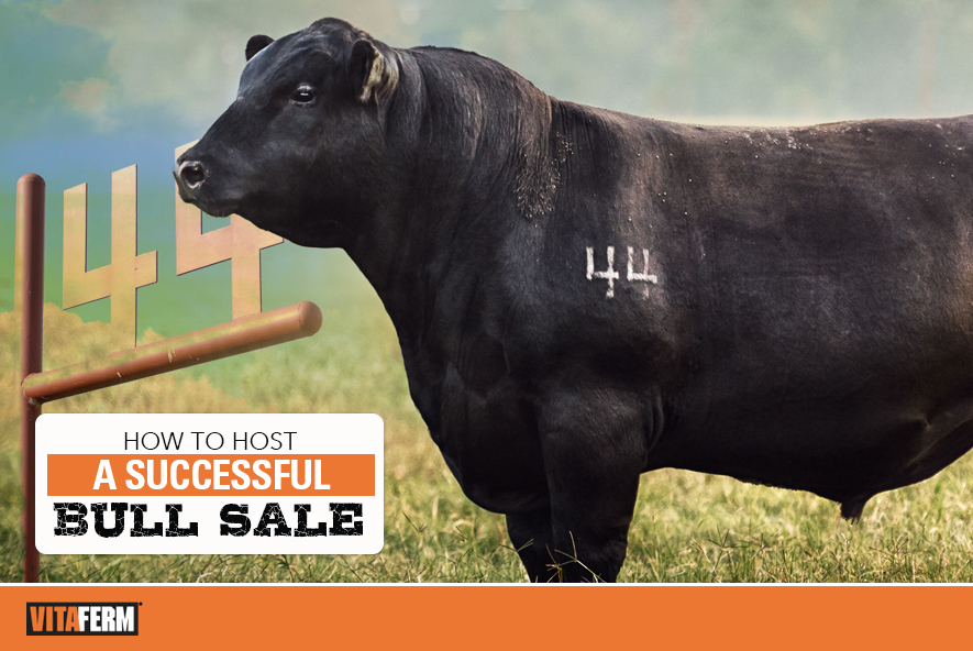 How to Host a Successful Bull Sale VitaFerm