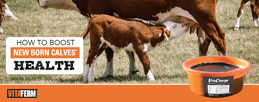 How to source calves in an autumn calf system 