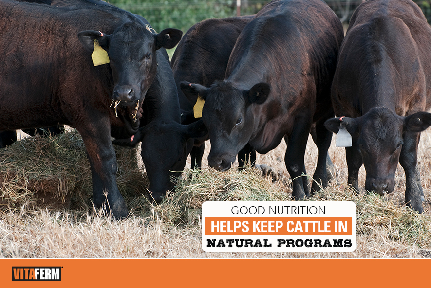 Good Nutrition Helps Keep Cattle in Natural Programs - VitaFerm