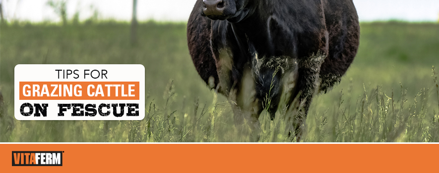 Tips For Grazing Cattle On Fescue Vitaferm