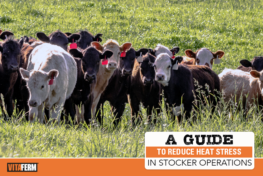 A Guide to Reduce Heat Stress in Stocker Operations VitaFerm