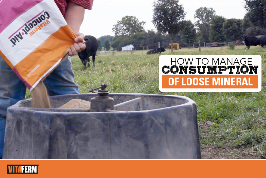 How To Manage Consumption Of Loose Mineral Vitaferm