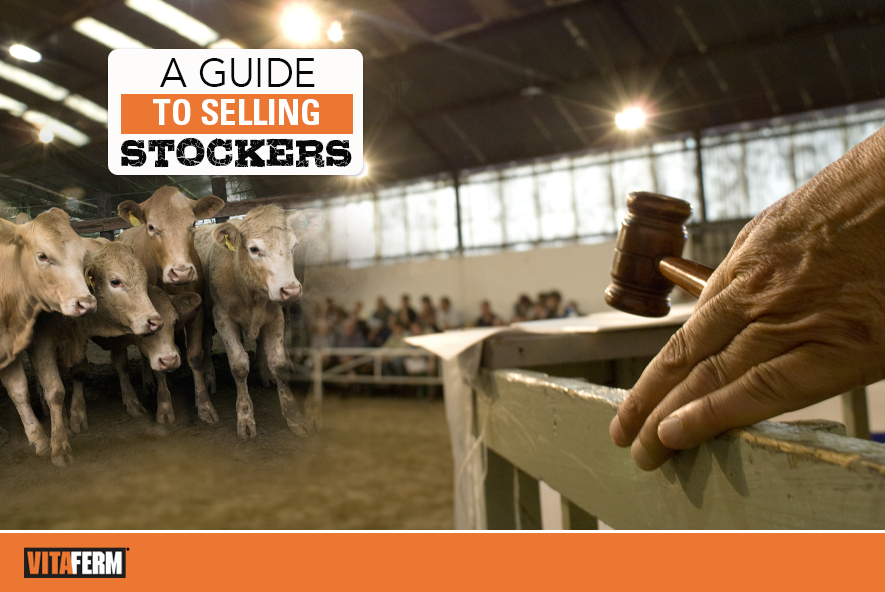 What Is Stockers at Wayne Holman blog