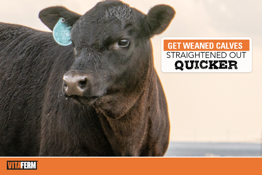 Get Weaned Calves Straightened Out Quicker VitaFerm