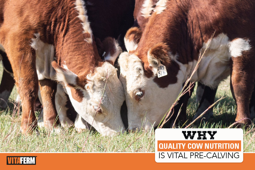 Why Quality Cow Nutrition is Vital Pre-Calving - VitaFerm