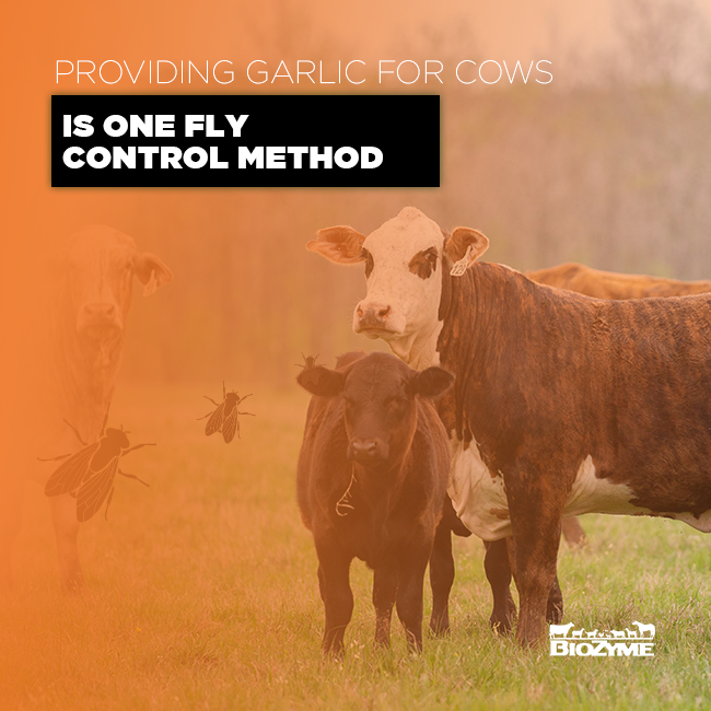 Fly Control Methods to Boost Your Cattle's Performance — KRose Company