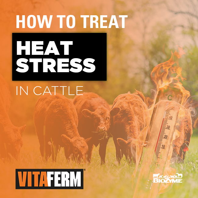 how to treat heat stress in cattle