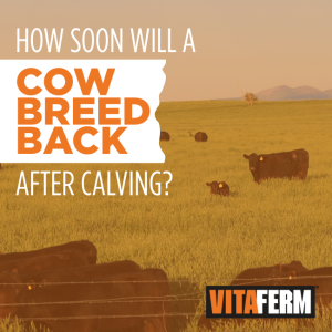 how soon will a cow breed back after calving