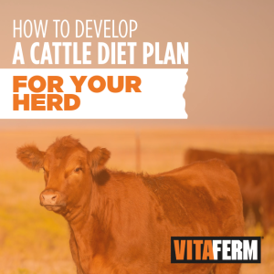 cattle diet plan