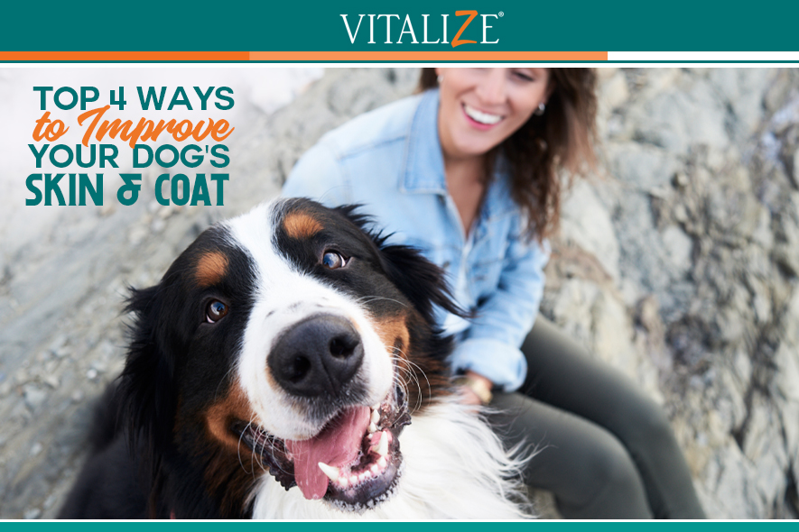 Top 4 Ways to Improve Your Dogs Skin & Coat Vitalize Canine