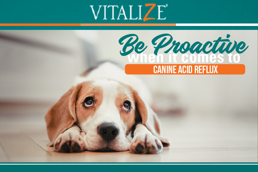 how do you reduce stomach acid in dogs