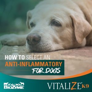 How to Select an Anti-Inflammatory for Dogs
