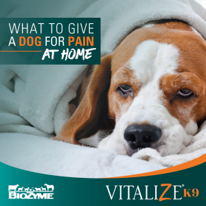 what to give a dog for pain at home