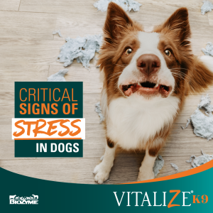 critical signs of stress in dogs