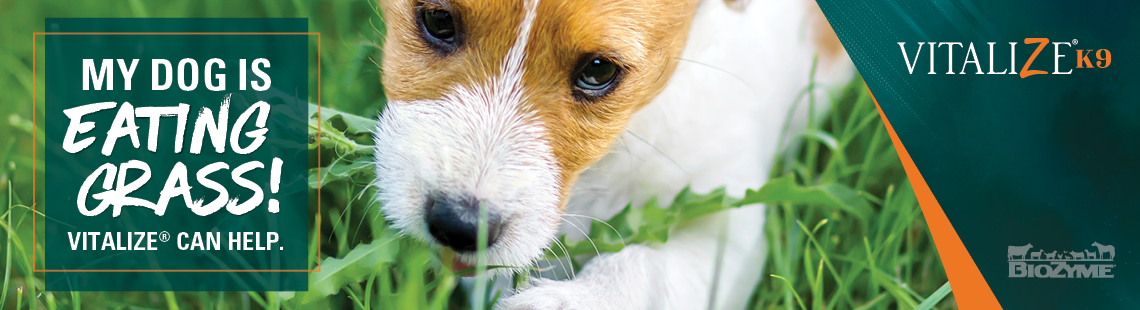 my dog is eating grass