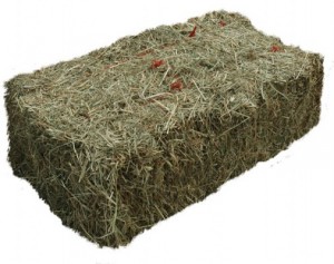 What hay should I feed my horse