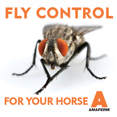 Fly Control for your horse