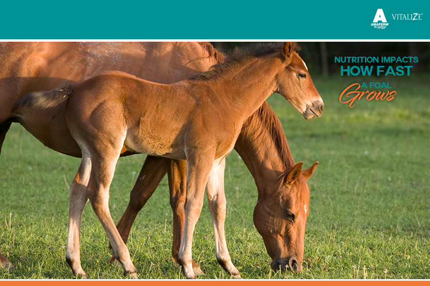 Nutrition Impacts How Fast a Foal Grows - Vitalize