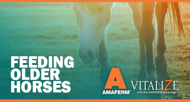 vitalize-header-june2016-olderhorses