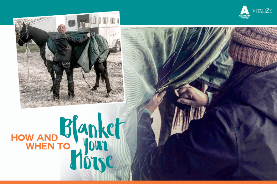 When to Blanket Your Horse Vitalize