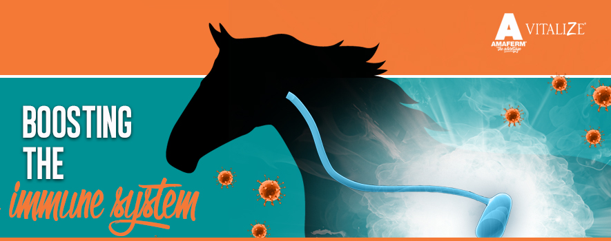 Boosting a Horse's Immune System