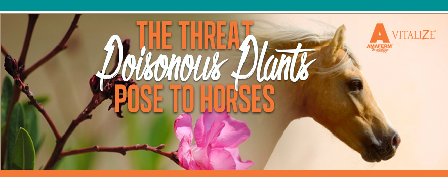 Poisonous Plants to Horses Vitalize