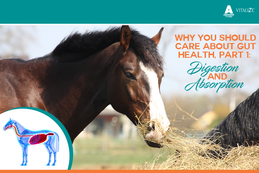 Why You Should Care About Gut Health in Horses, Part 1 Digestion
