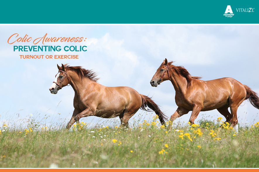 Colic Awareness: Preventing Colic Part 3 - Vitalize