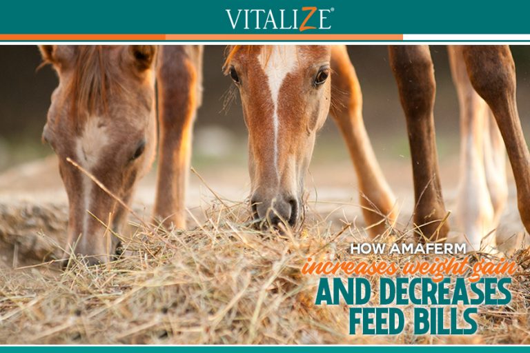 Tips for Wintering Horses Vitalize