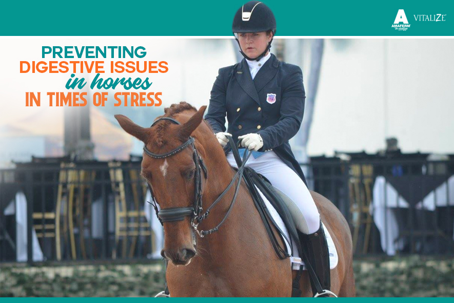Preventing Digestive Issues in Horses in Times of Stress Vitalize