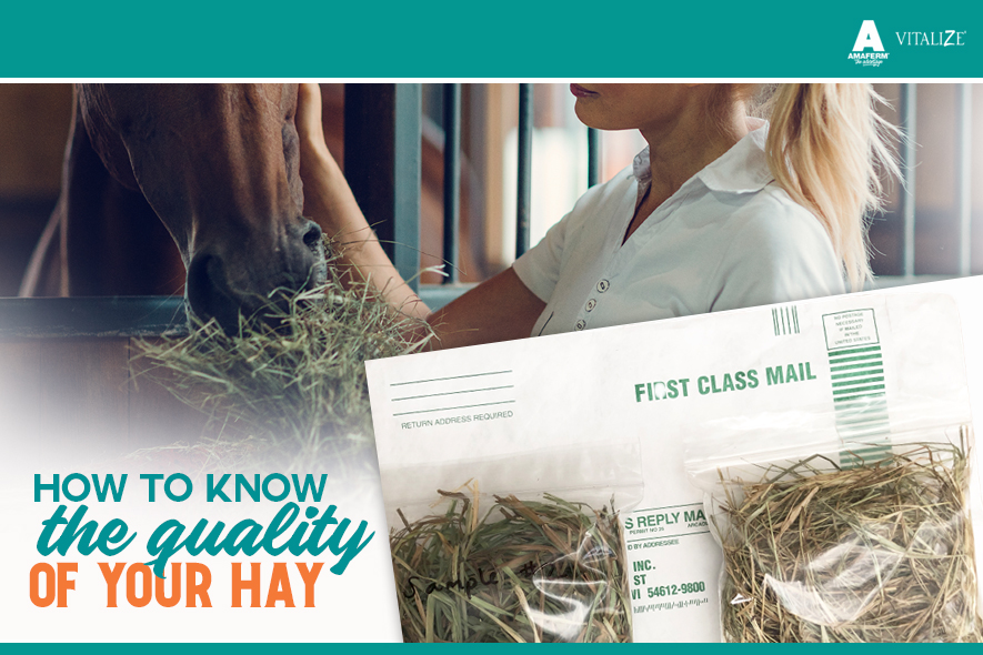 How to Know the Quality of Your Hay Vitalize