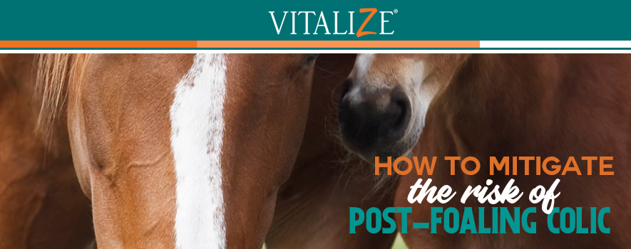 How to Mitigate the Risk of Post-Foaling Colic - Vitalize