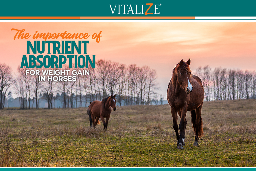 The Importance of Nutrient Absorption for Weight Gain in Horses - Vitalize
