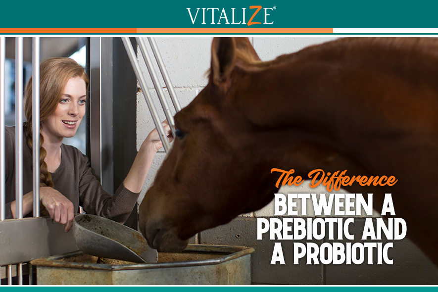 The Difference Between a Prebiotic and a Probiotic - Vitalize