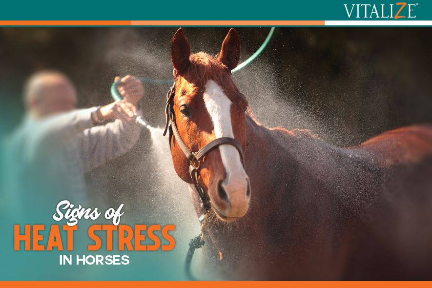 Signs of Heat Stress in Horses How Vitalize® Blazin' Can Help Keep