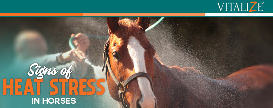 signs of heat stress in horses