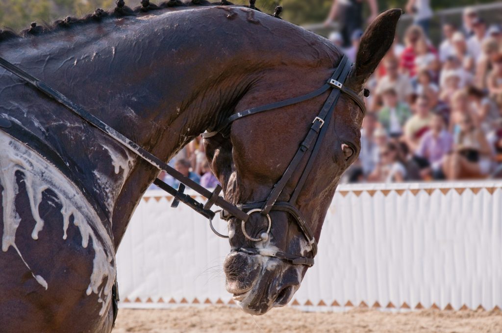 Signs of Heat Stress in Horses