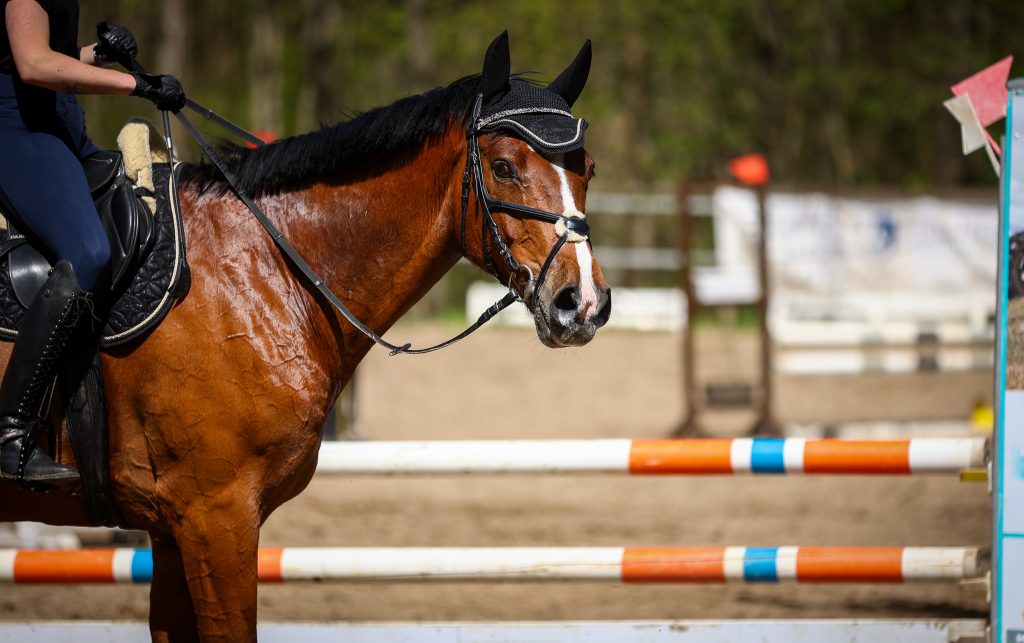 Signs of Heat Stress in Horses