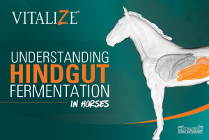 Understanding Hindgut Fermentation in Horses 