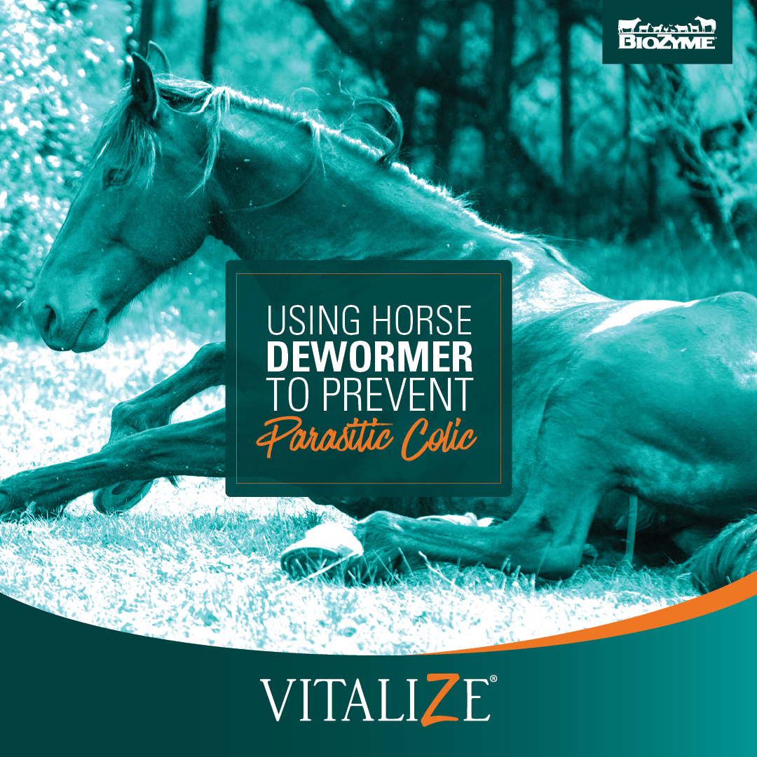 using-horse-dewormer-to-prevent-parasitic-colic-vitalize